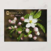Michigan State Flower: Apple Blossom Briefkaart (Voorkant)