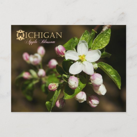 Michigan State Flower: Apple Blossom Briefkaart (Voorkant)