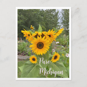 Michigan Summer Sunflower Postcrossing Briefkaart