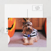 Mickey - Yorkshire Terrier - Shannon Briefkaart (Voorkant / Achterkant)