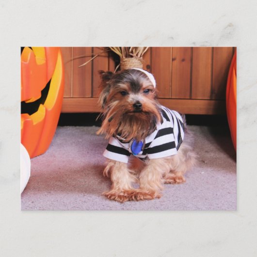 Mickey - Yorkshire Terrier - Shannon Briefkaart (Voorkant)