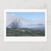 Mickleton, katoenbaby's briefkaart (Voorkant)