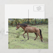 Micoud2 Briefkaart (Voorkant / Achterkant)