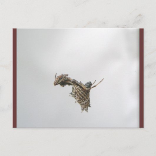 Micrathena Orb Weaver Spider Briefkaart (Voorkant)