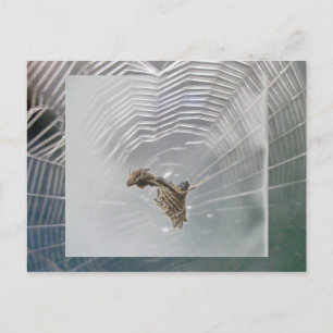 Micrathena Web & Spider Briefkaart