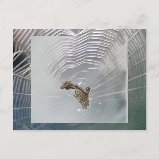 Micrathena Web & Spider Briefkaart (Voorkant)