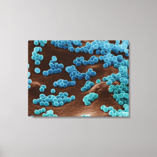 Micrococcus-bacteriën op agar canvas afdruk