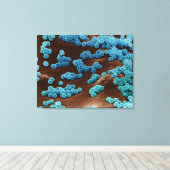 Micrococcus-bacteriën op agar canvas afdruk (Insitu (Houten vloer))