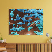 Micrococcus-bacteriën op agar canvas afdruk (Insitu (Woonkamer))