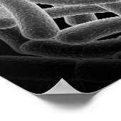Microscopic View Of Bacilli Bacteria Poster (Hoek)
