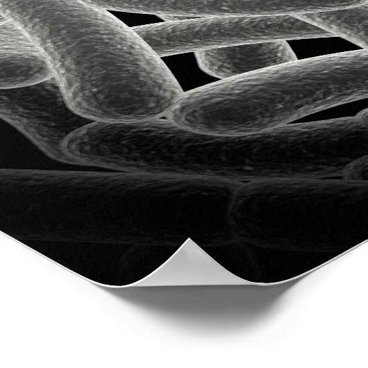 Microscopic View Of Bacilli Bacteria Poster (Hoek)