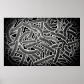 Microscopic View Of Bacilli Bacteria Poster (Voorkant)