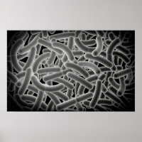 Microscopic View Of Bacilli Bacteria