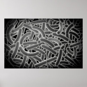Microscopic View Of Bacilli Bacteria Poster