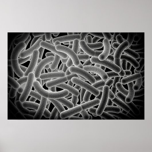 Microscopic View Of Bacilli Bacteria Poster (Voorkant)