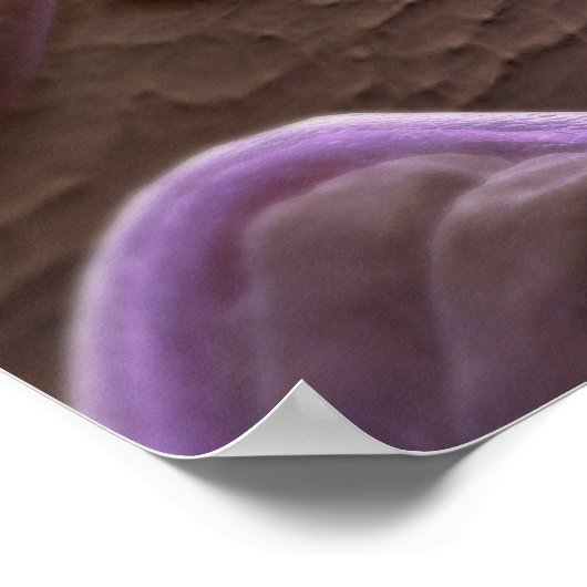 Microscopic view of bacteria poster (Hoek)