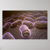 Microscopic view of bacteria poster (Voorkant)
