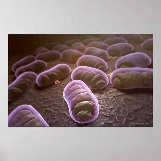 Microscopic view of bacteria poster (Voorkant)