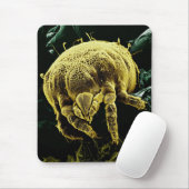 Microscopisch Arthropod Acari Mite Lorryia Formosa Muismat (Met muis)