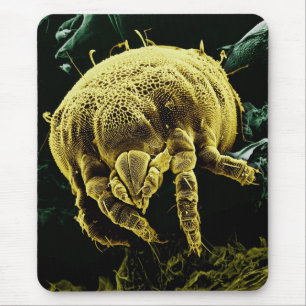 Microscopisch Arthropod Acari Mite Lorryia Formosa Muismat