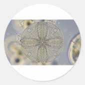 microscopisch diatomeeën ronde sticker (Voorkant)