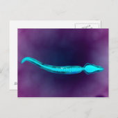 Microscopisch Uitzicht met botstructuur van het sp Briefkaart (Voorkant / Achterkant)