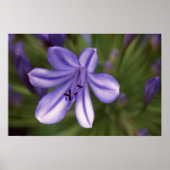 Microscopisch Uitzicht Poster (Voorkant)