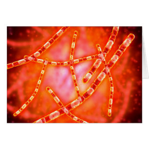 Microscopisch Uitzicht van antrax 1