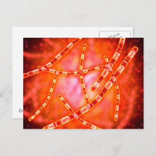 Microscopisch Uitzicht van antrax 1 Briefkaart (Voorkant / Achterkant)