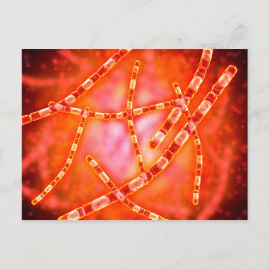Microscopisch Uitzicht van antrax 1 Briefkaart (Voorkant)