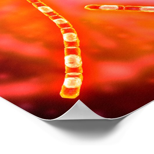 Microscopisch Uitzicht van antrax 1 Poster (Hoek)