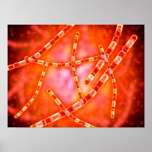 Microscopisch Uitzicht van antrax 1 Poster (Voorkant)