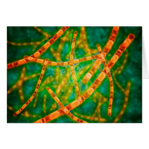 Microscopisch Uitzicht van antrax 2