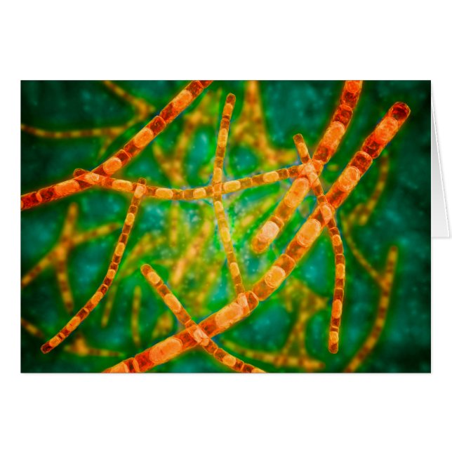 Microscopisch Uitzicht van antrax 2 (Voorkant Horizontaal)