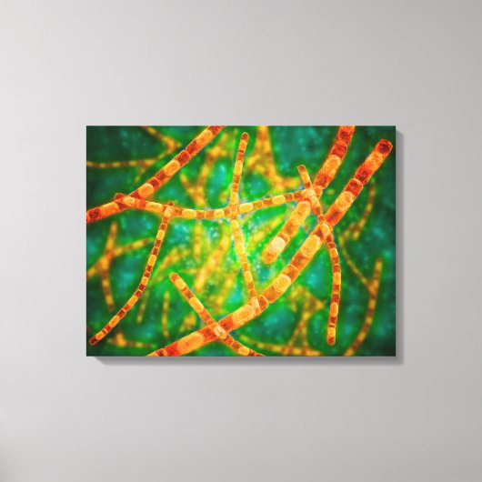 Microscopisch Uitzicht van antrax 2 Canvas Afdruk (Voorkant)