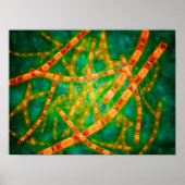 Microscopisch Uitzicht van antrax 2 Poster (Voorkant)
