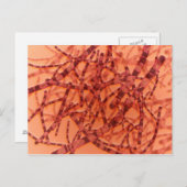 Microscopisch Uitzicht van antrax 3 Briefkaart (Voorkant / Achterkant)