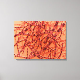 Microscopisch Uitzicht van antrax 3 Canvas Afdruk