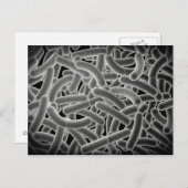 Microscopisch Uitzicht van Bacilli Bacteria Briefkaart (Voorkant / Achterkant)