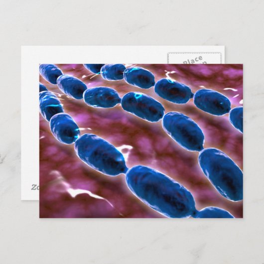 Microscopisch Uitzicht van bacteriële pneumonie 1 Briefkaart (Voorkant / Achterkant)