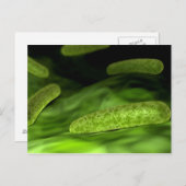 Microscopisch Uitzicht van bacteriën 1 Briefkaart (Voorkant / Achterkant)