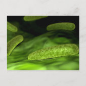 Microscopisch Uitzicht van bacteriën 1 Briefkaart (Voorkant)