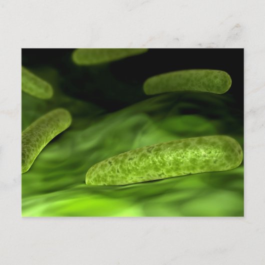 Microscopisch Uitzicht van bacteriën 1 Briefkaart (Voorkant)