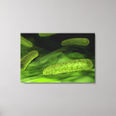 Microscopisch Uitzicht van bacteriën 1 Canvas Afdruk (Voorkant)