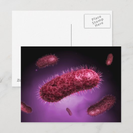 Microscopisch Uitzicht van bacteriën 2 Briefkaart (Voorkant / Achterkant)