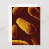 Microscopisch Uitzicht van bacteriën 3 Briefkaart (Voorkant / Achterkant)