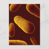 Microscopisch Uitzicht van bacteriën 3 Briefkaart (Voorkant)