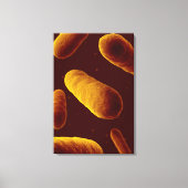 Microscopisch Uitzicht van bacteriën 3 Canvas Afdruk (Voorkant)