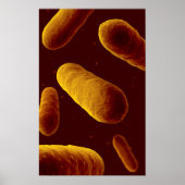 Microscopisch Uitzicht van bacteriën 3 Poster (Voorkant)