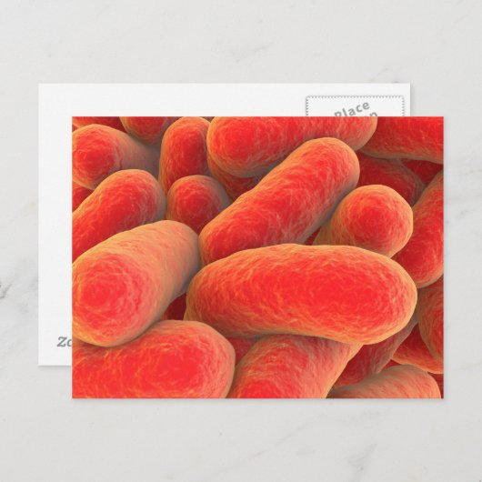Microscopisch Uitzicht van bacteriën 4 Briefkaart (Voorkant / Achterkant)